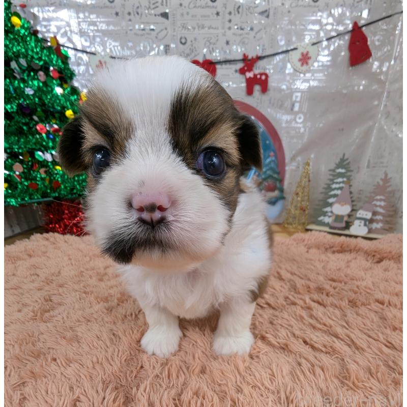 販売中の岐阜県のシーズー-430899の3枚目