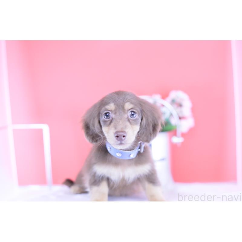 販売中の愛知県のカニンヘンダックスフンド(ロングヘアード)-418943の5枚目