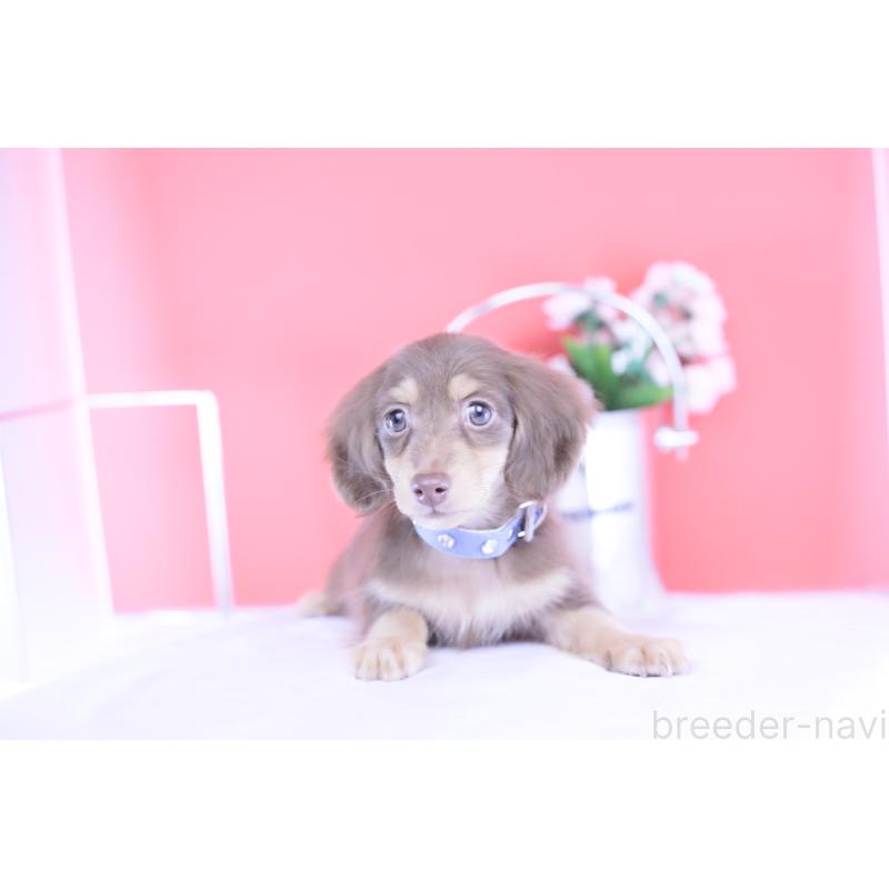 販売中の愛知県のカニンヘンダックスフンド(ロングヘアード)-418943の4枚目