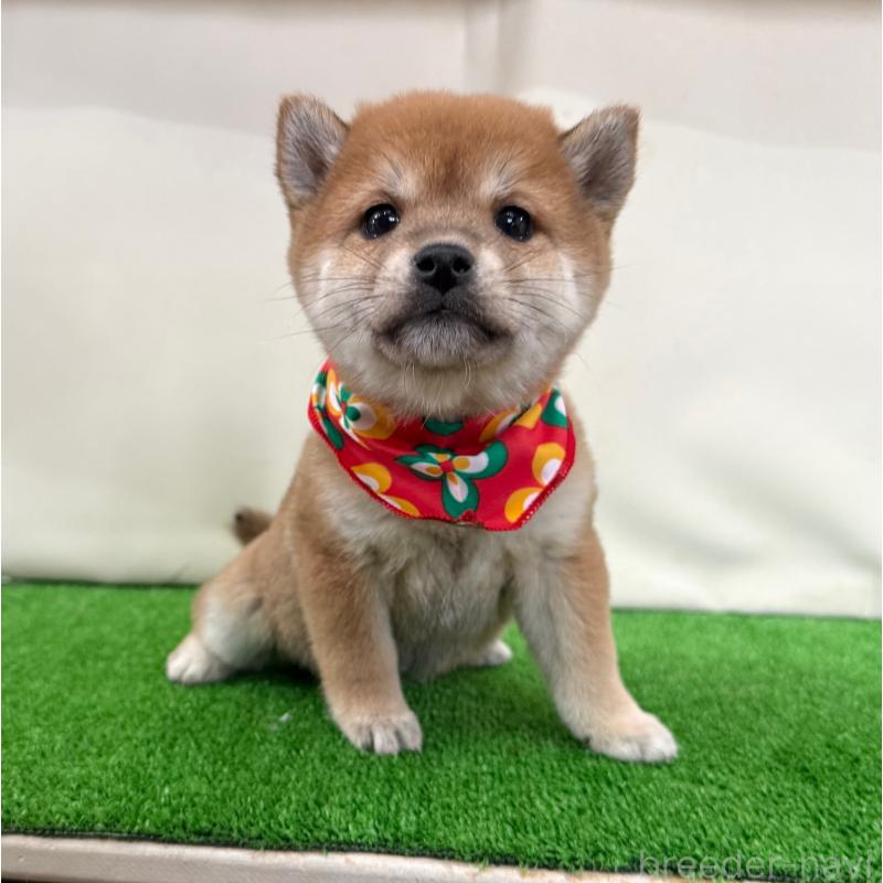 販売中の神奈川県の豆柴-430901の1枚目