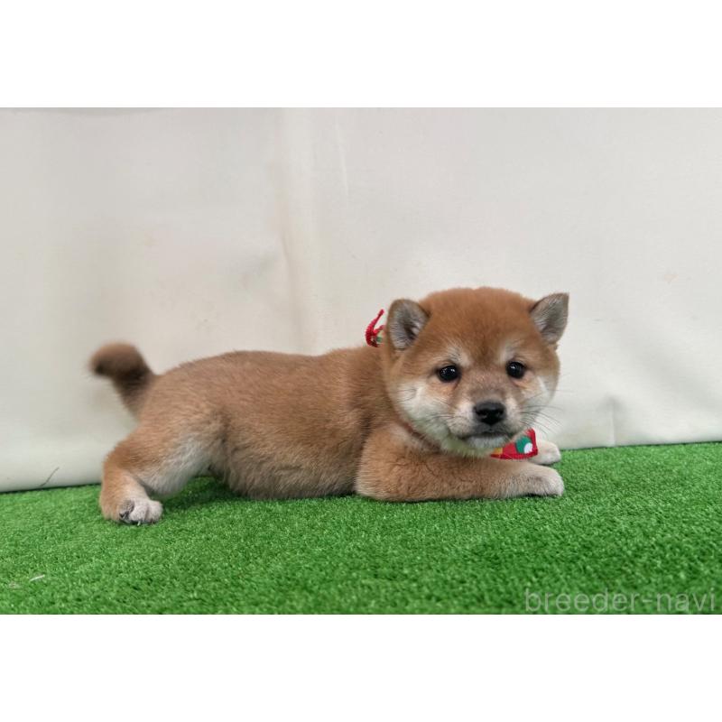 販売中の神奈川県の豆柴-430901の4枚目