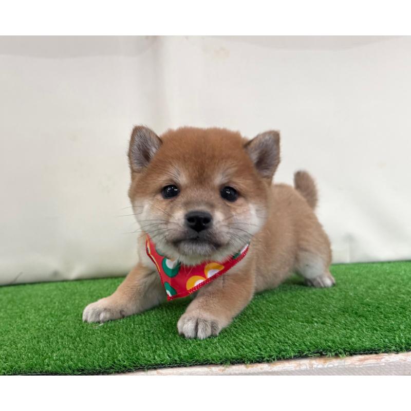 販売中の神奈川県の豆柴-430901の3枚目