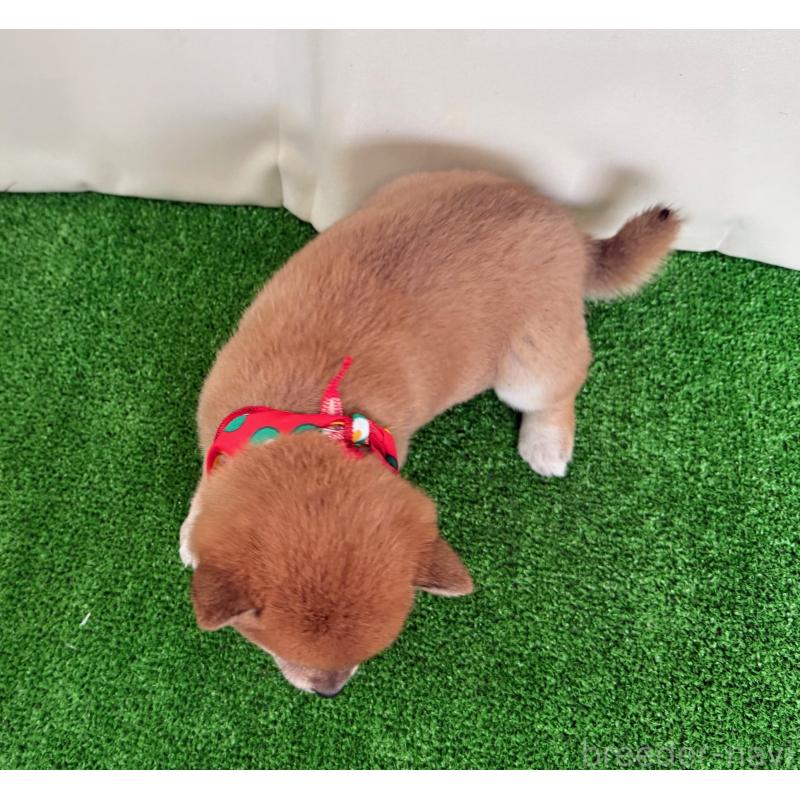 販売中の神奈川県の豆柴-430901の2枚目