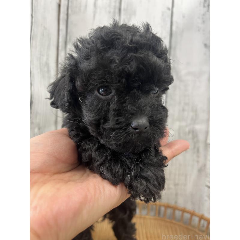 商談中の山梨県のミックス犬-425785の5枚目