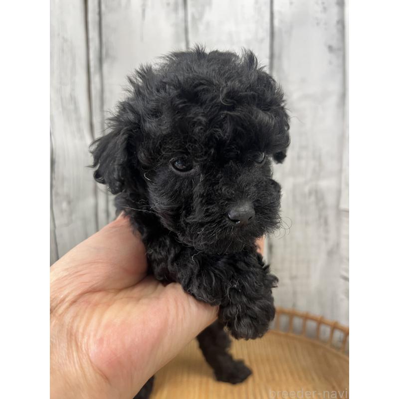 商談中の山梨県のミックス犬-425785の3枚目