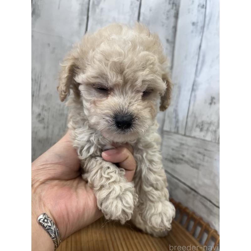 販売中の山梨県のミックス犬-425790の3枚目