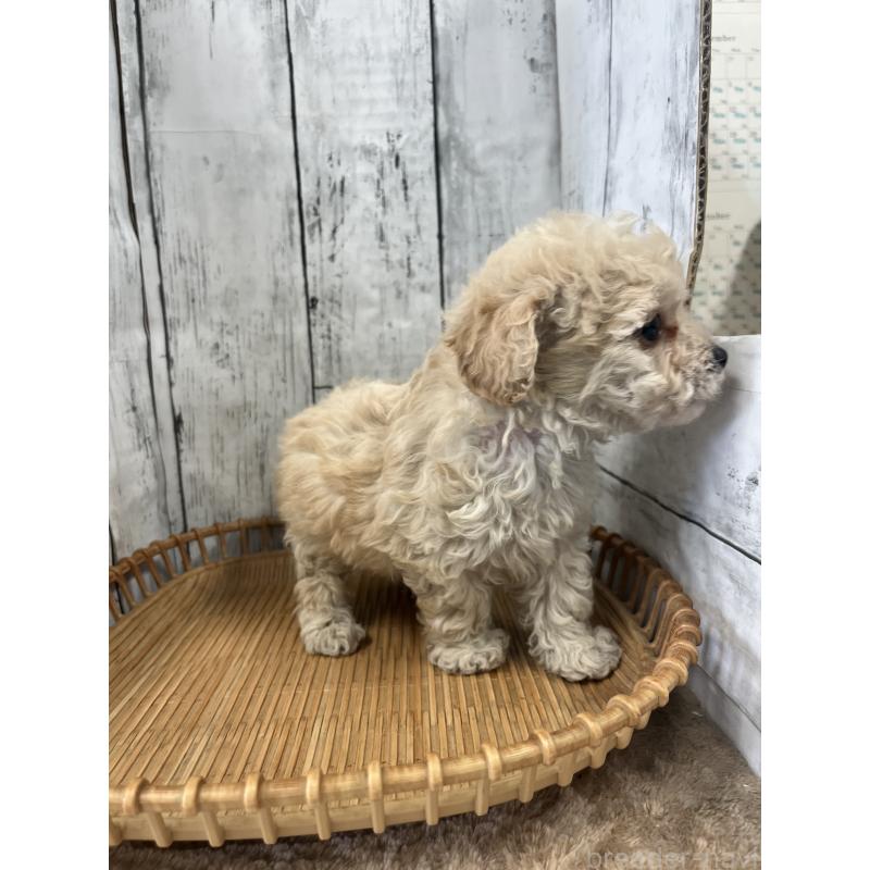 販売中の山梨県のミックス犬-425790の2枚目