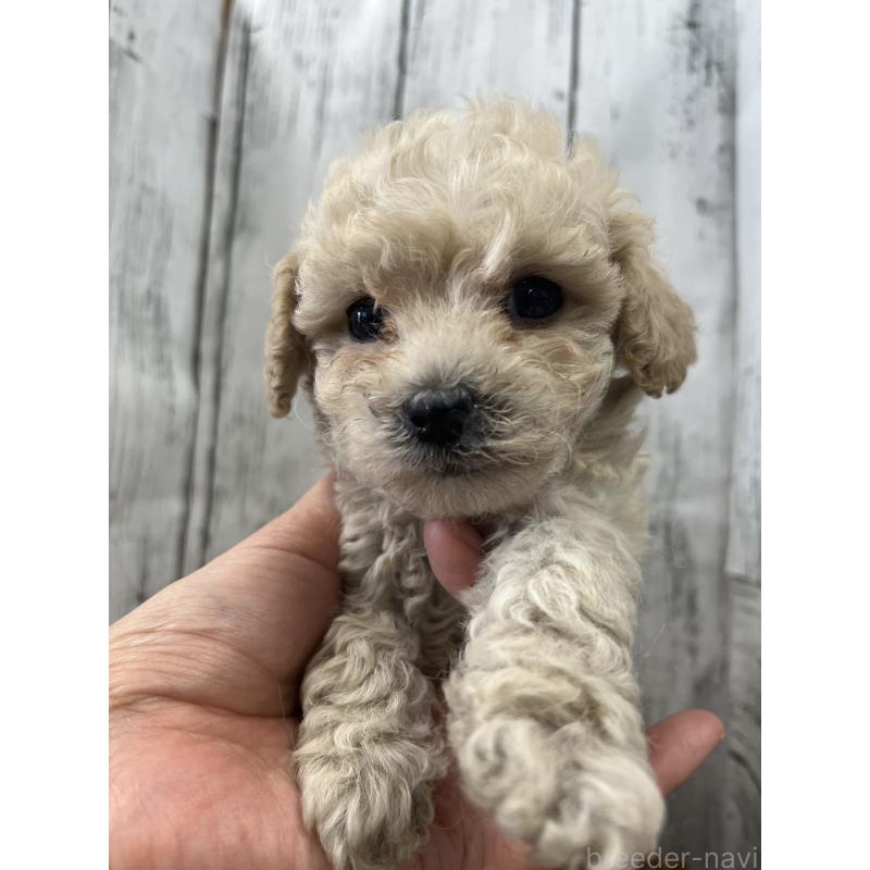 販売中の山梨県のミックス犬-425786の4枚目