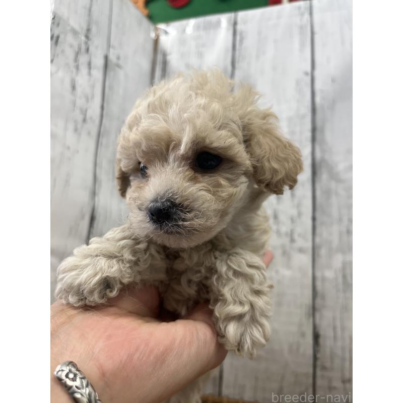 販売中の山梨県のミックス犬-425786の2枚目