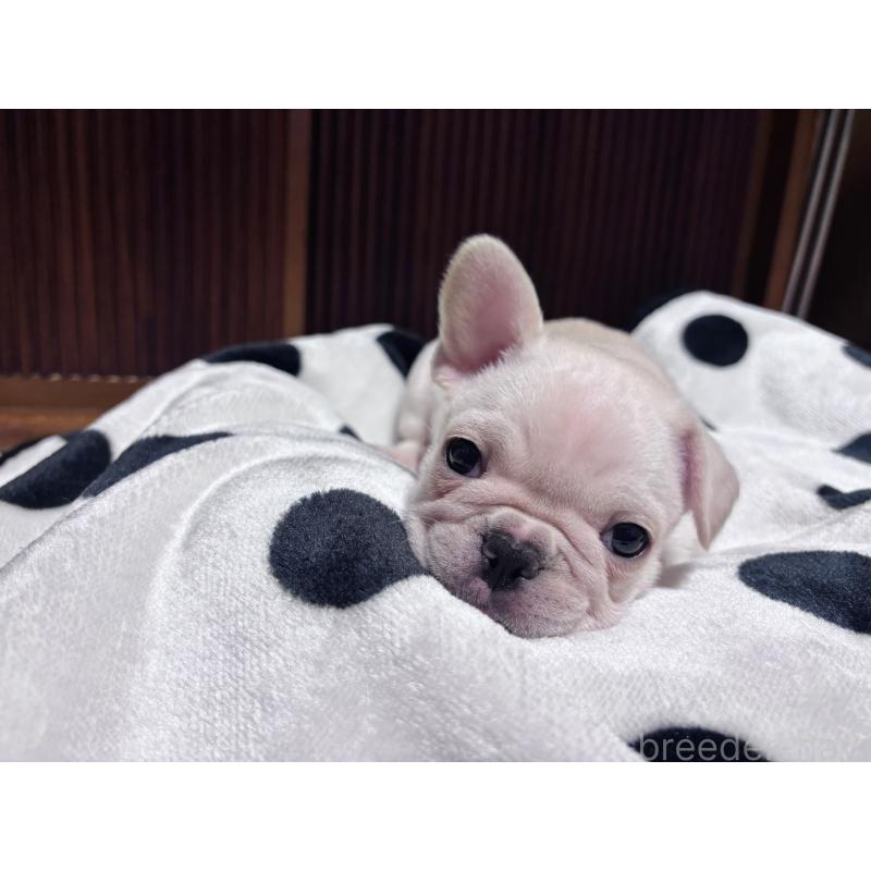 成約済の三重県のフレンチブルドッグ-426376の3枚目