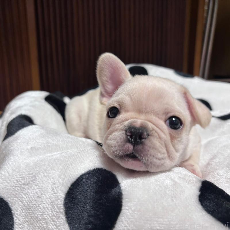 成約済の三重県のフレンチブルドッグ-426376の1枚目