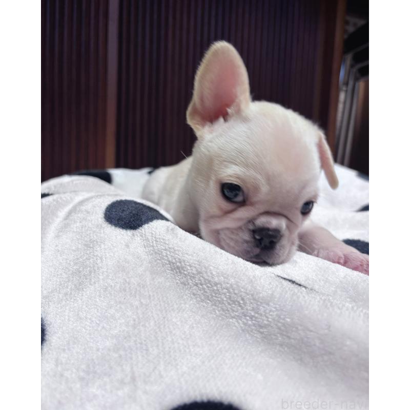 成約済の三重県のフレンチブルドッグ-426376の2枚目