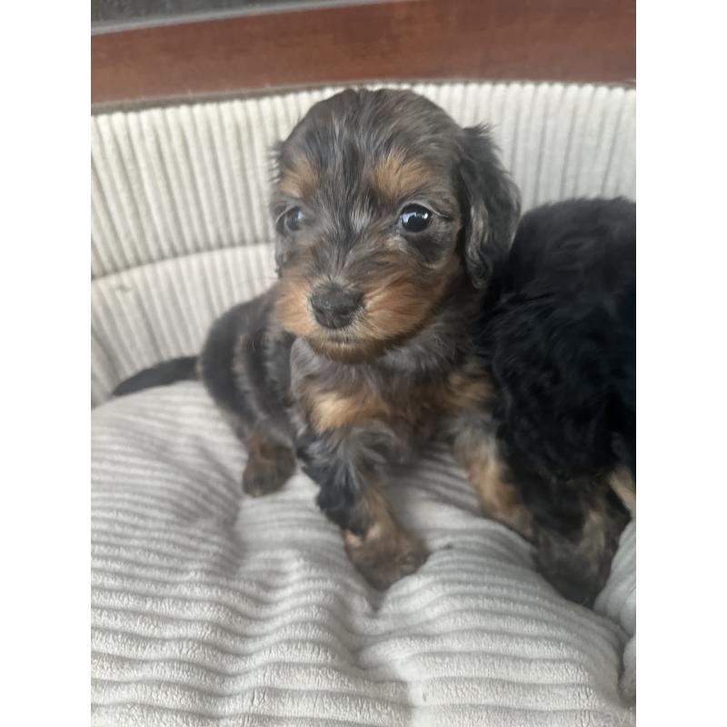 販売中の沖縄県のミックス犬-430903の5枚目