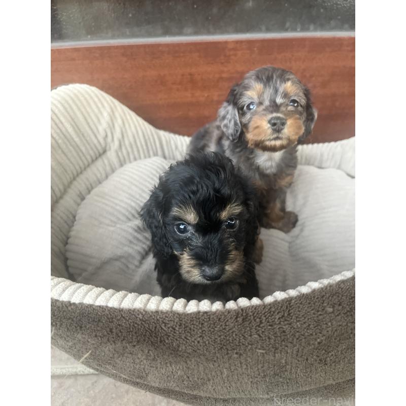 販売中の沖縄県のミックス犬-430903の4枚目