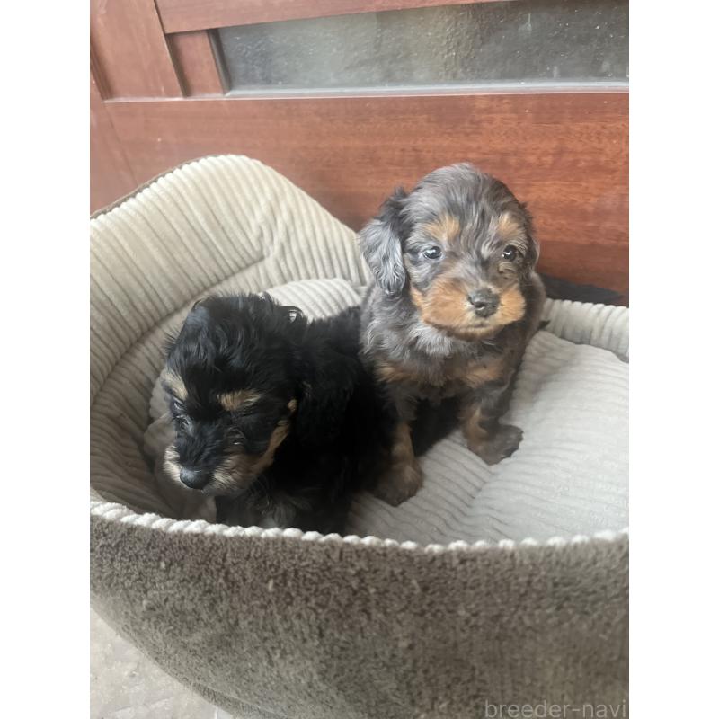 販売中の沖縄県のミックス犬-430903の3枚目