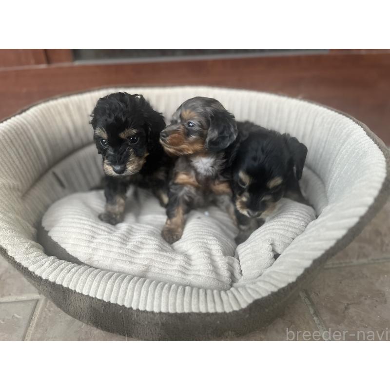 販売中の沖縄県のミックス犬-430903の2枚目