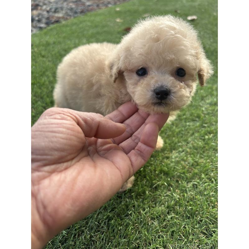 成約済の熊本県のティーカッププードル-430908の3枚目