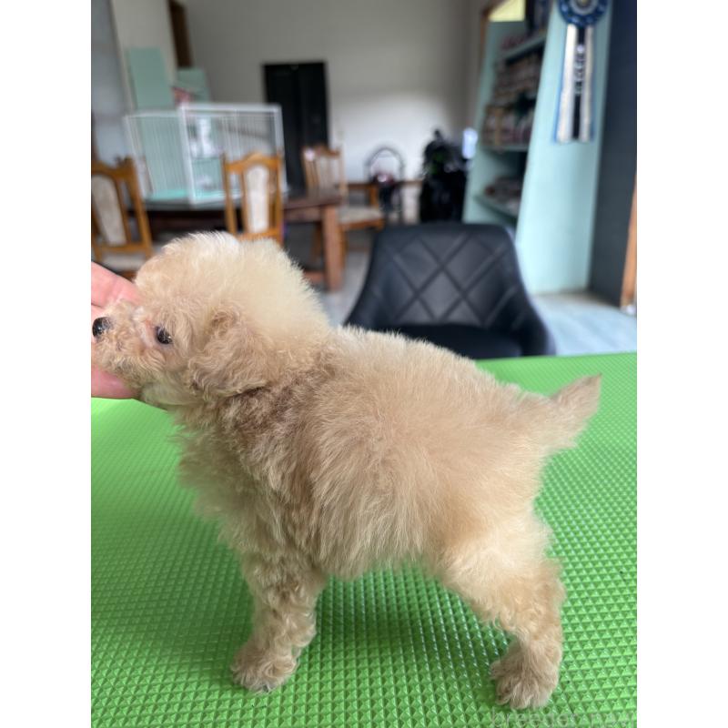 成約済の熊本県のティーカッププードル-430908の2枚目