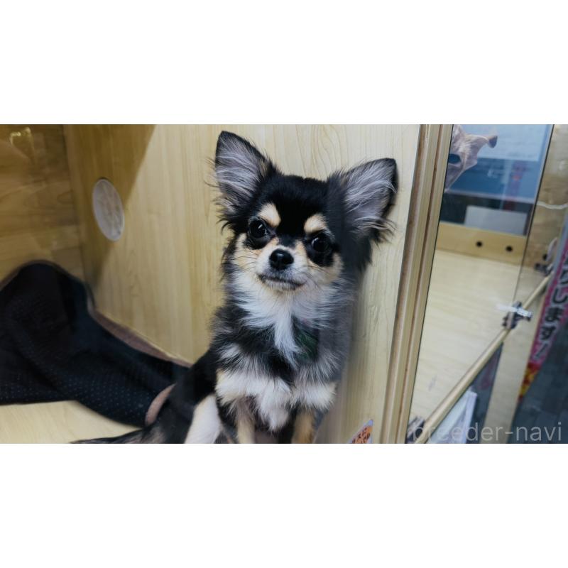 販売中の東京都のチワワ(ロングコート)-409399の4枚目