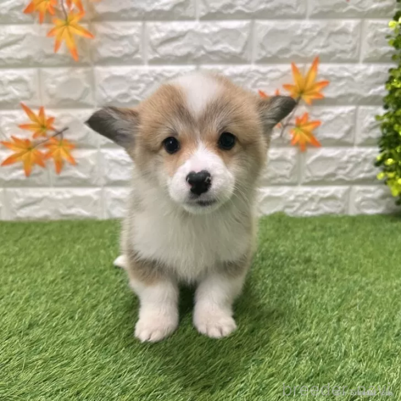販売中の愛知県のウェルシュコーギーペンブローク-426375