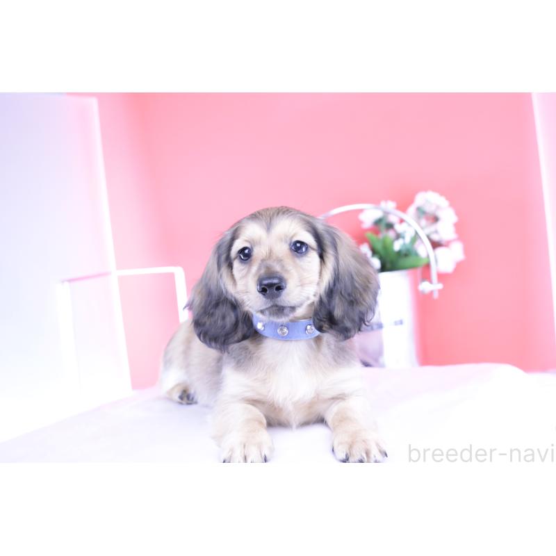 販売中の愛知県のミニチュアダックスフンド(ロングヘアード)-421510の14枚目