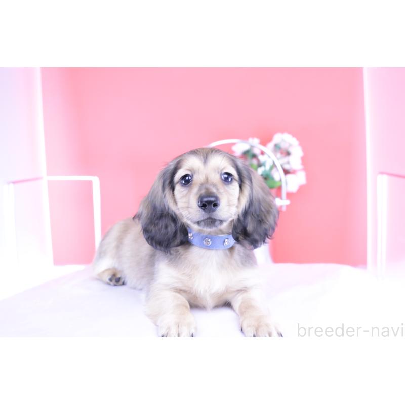 販売中の愛知県のミニチュアダックスフンド(ロングヘアード)-421510の13枚目