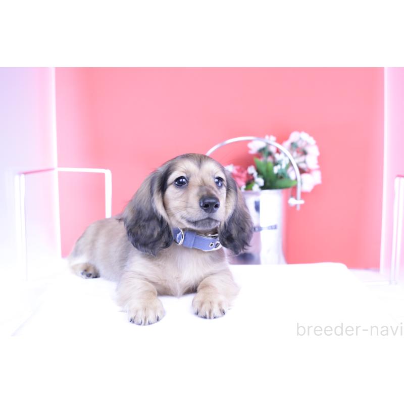 販売中の愛知県のミニチュアダックスフンド(ロングヘアード)-421510の8枚目