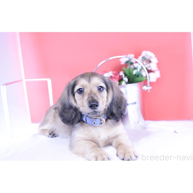 販売中の愛知県のミニチュアダックスフンド(ロングヘアード)-421510の6枚目