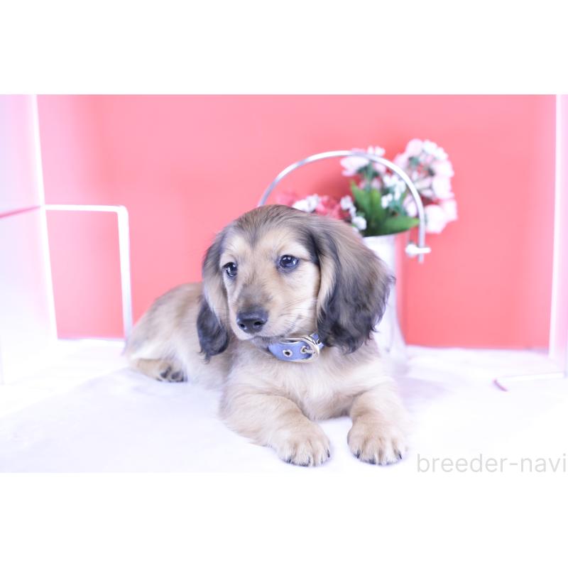 販売中の愛知県のミニチュアダックスフンド(ロングヘアード)-421510の5枚目