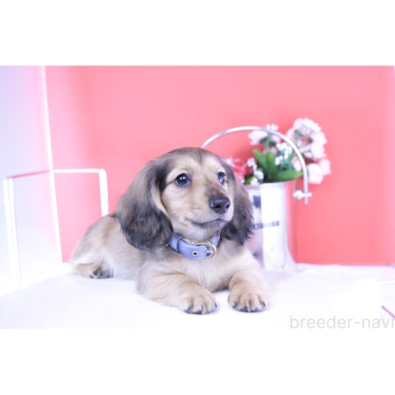 販売中の愛知県のミニチュアダックスフンド(ロングヘアード)-421510の4枚目