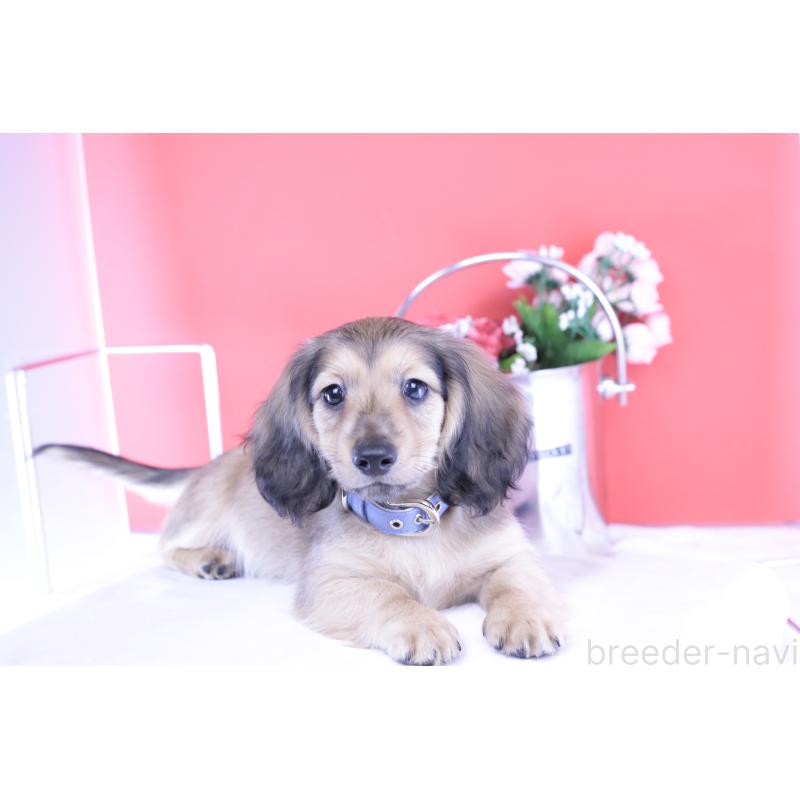 販売中の愛知県のミニチュアダックスフンド(ロングヘアード)-421510の3枚目