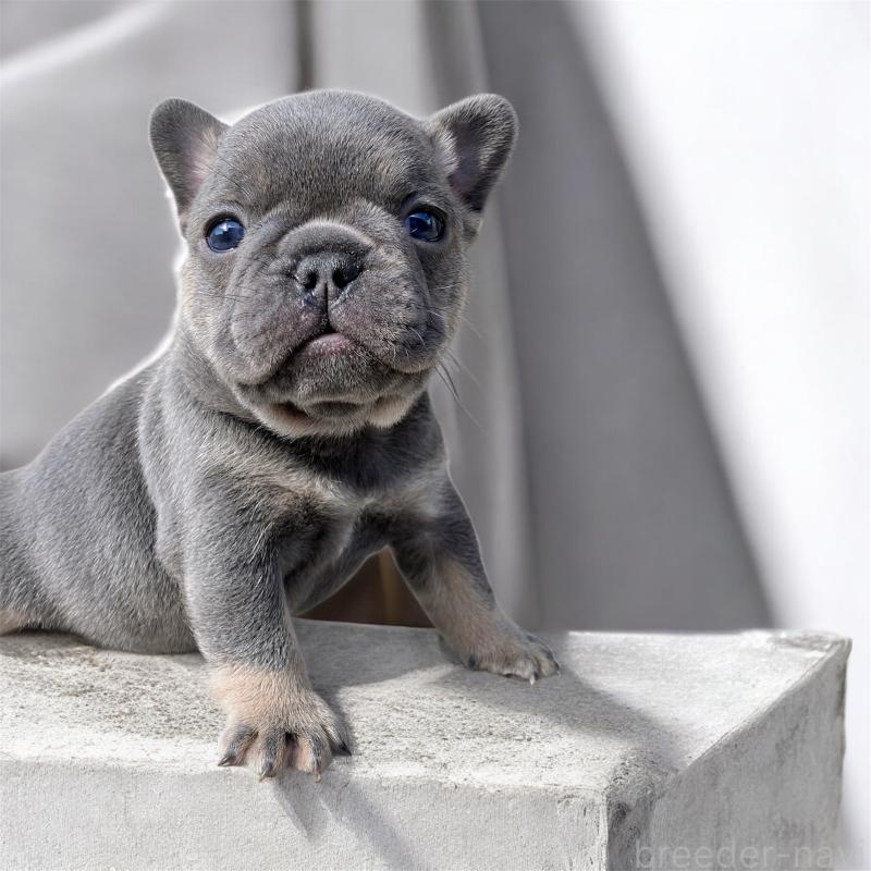 販売中の長崎県のフレンチブルドッグ-430912