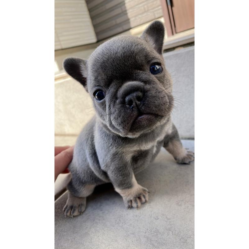 販売中の長崎県のフレンチブルドッグ-430912の5枚目