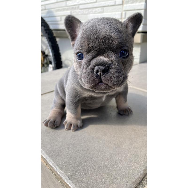 販売中の長崎県のフレンチブルドッグ-430912の4枚目