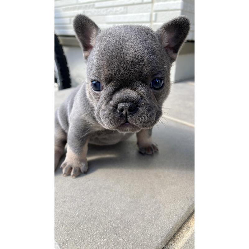 販売中の長崎県のフレンチブルドッグ-430912の3枚目