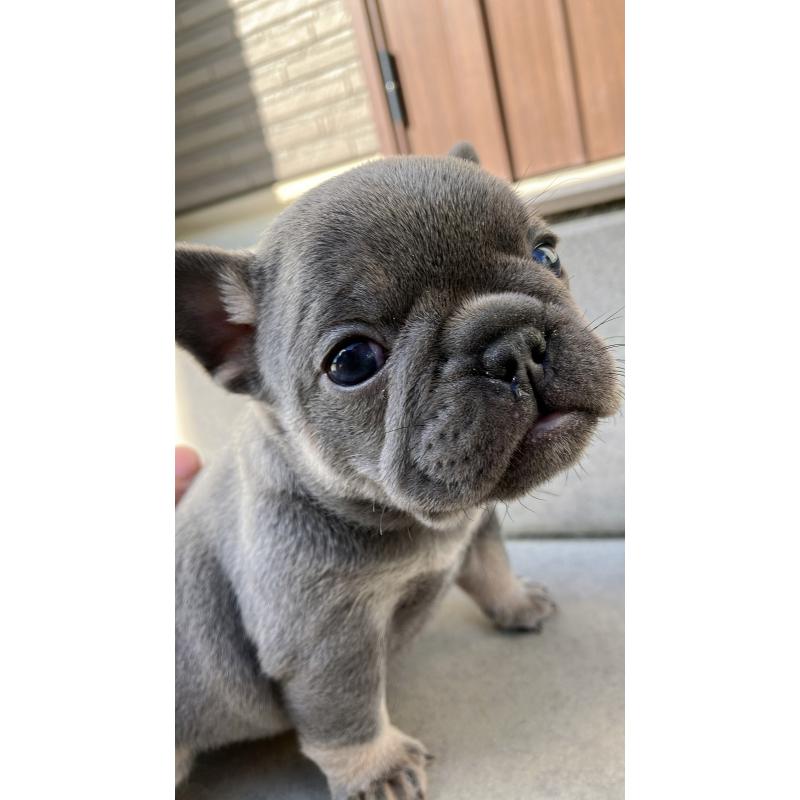 販売中の長崎県のフレンチブルドッグ-430912の2枚目