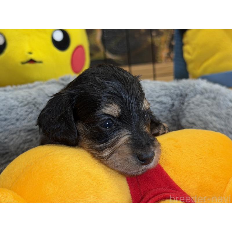 販売中の埼玉県のミニチュアダックスフンド(ロングヘアード)-430915の7枚目