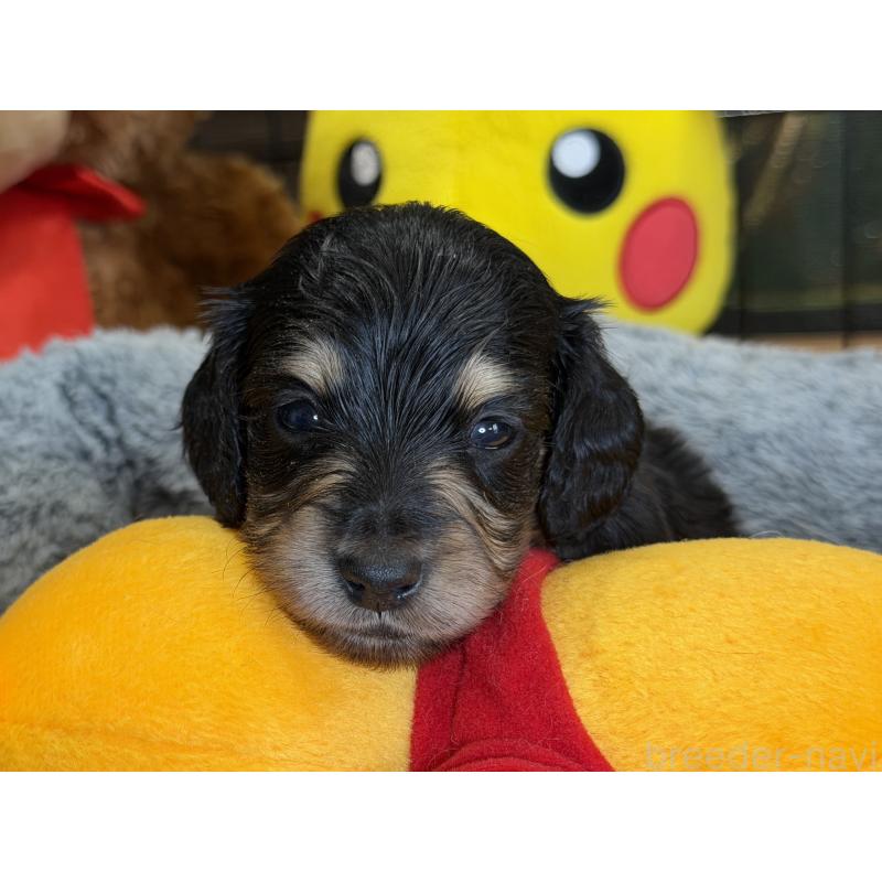 販売中の埼玉県のミニチュアダックスフンド(ロングヘアード)-430915の6枚目