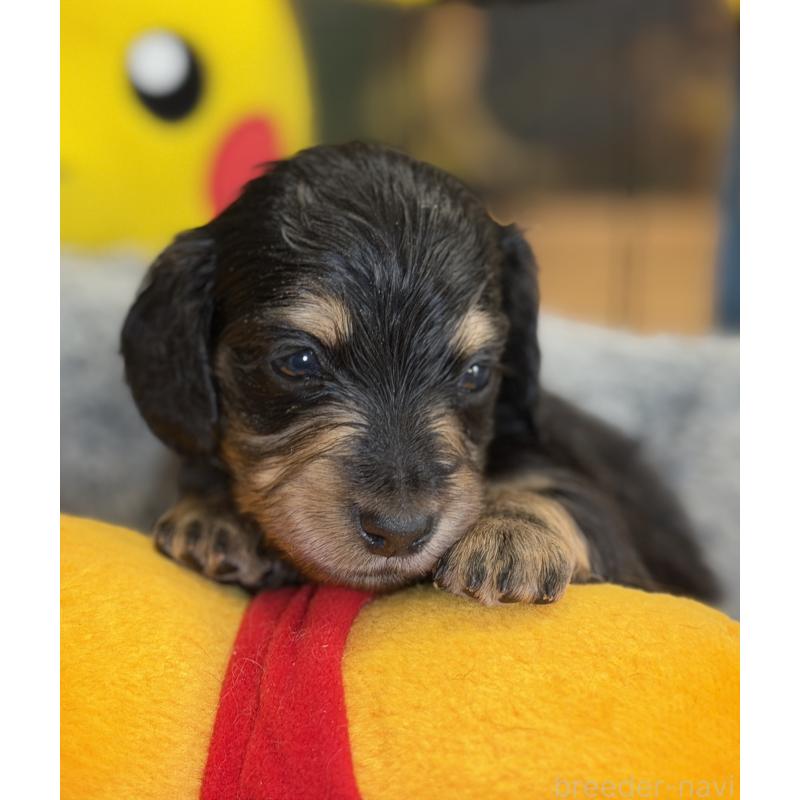 販売中の埼玉県のミニチュアダックスフンド(ロングヘアード)-430915の5枚目