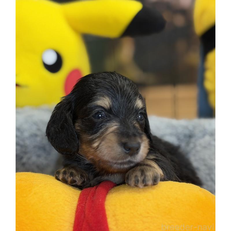 販売中の埼玉県のミニチュアダックスフンド(ロングヘアード)-430915の4枚目