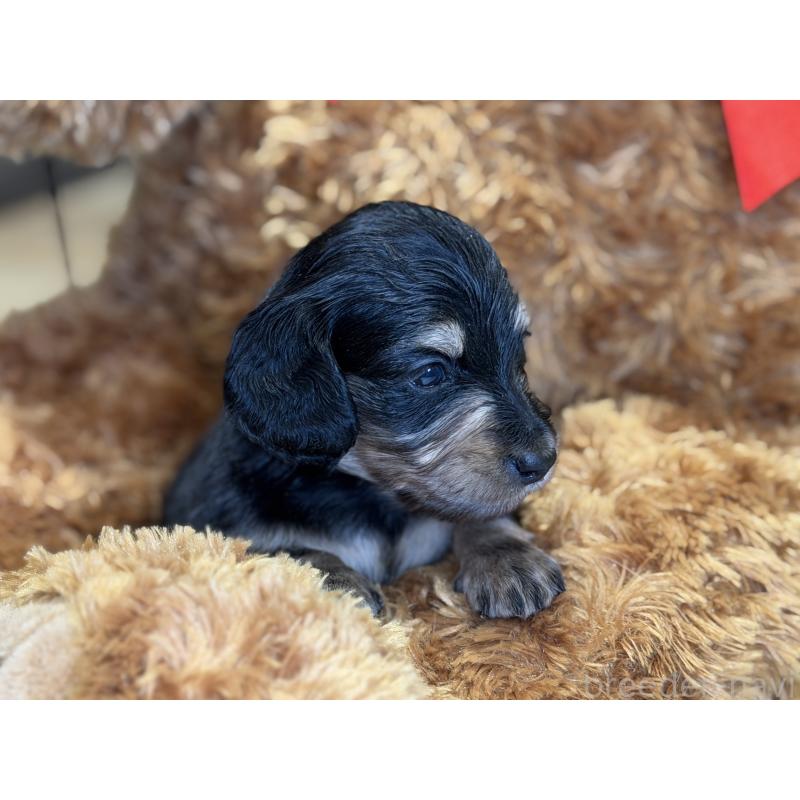 販売中の埼玉県のミニチュアダックスフンド(ロングヘアード)-430915の3枚目