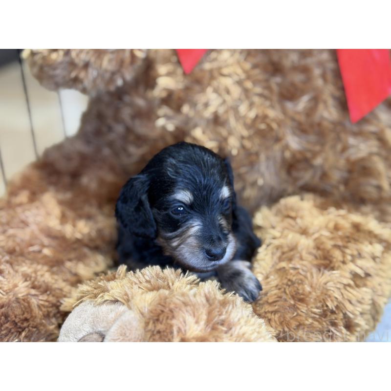 販売中の埼玉県のミニチュアダックスフンド(ロングヘアード)-430915の2枚目