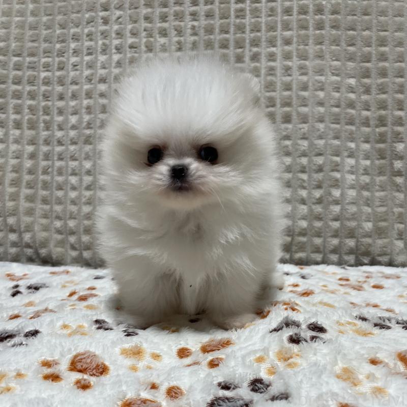 販売中の大阪府のポメラニアン-430914の8枚目