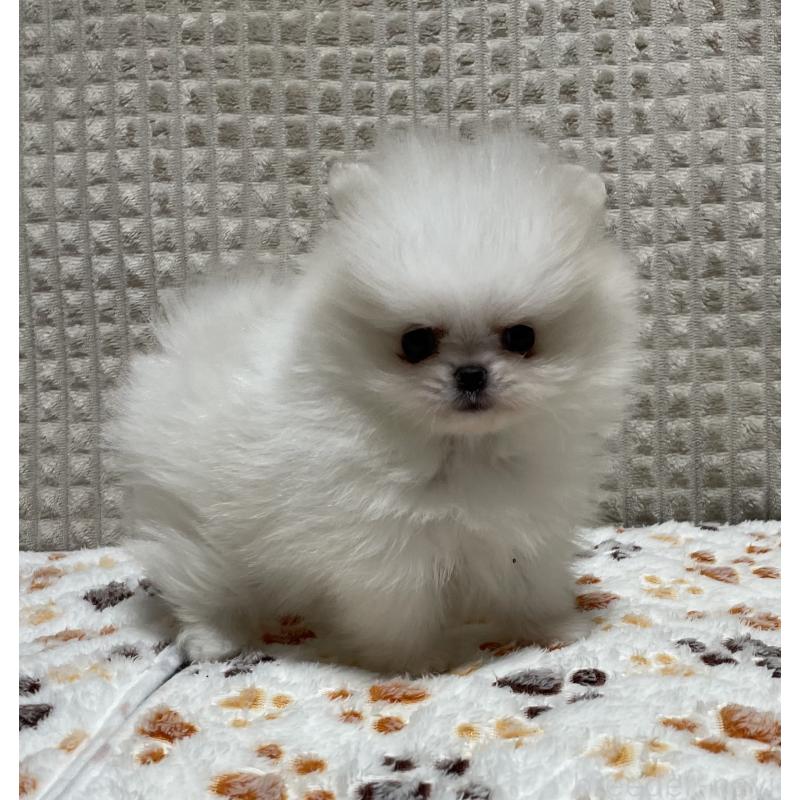 販売中の大阪府のポメラニアン-430914の7枚目