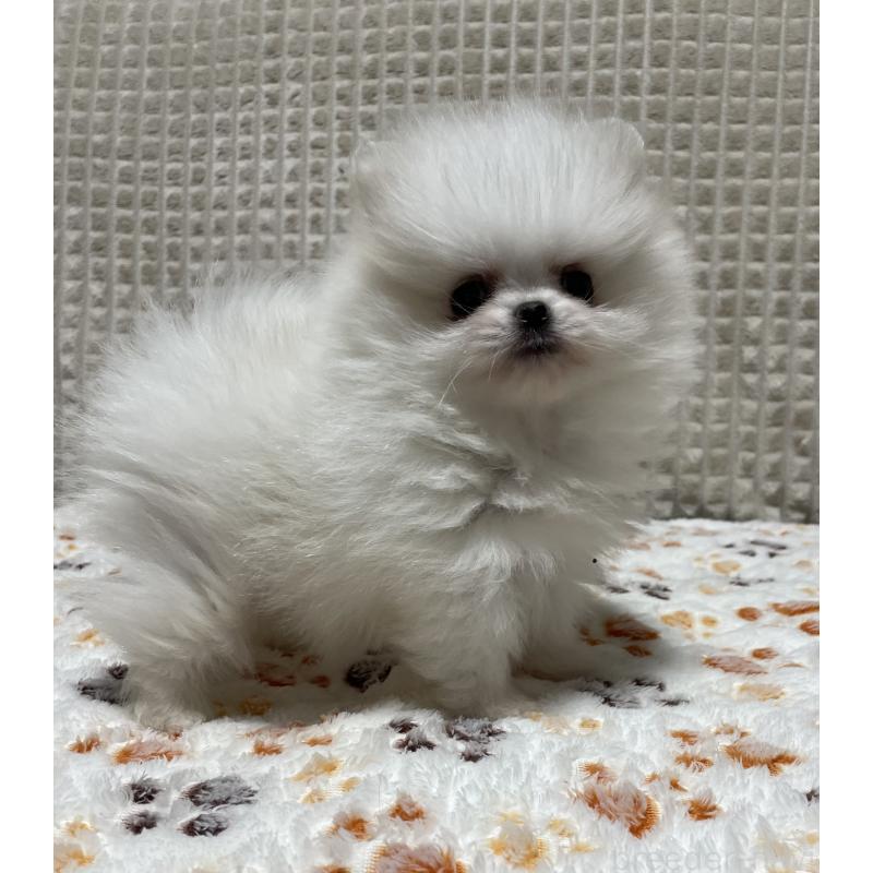 販売中の大阪府のポメラニアン-430914の6枚目