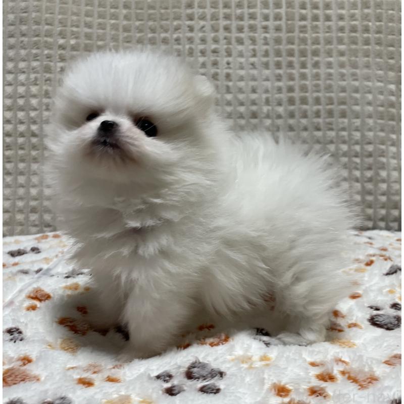 販売中の大阪府のポメラニアン-430914の5枚目