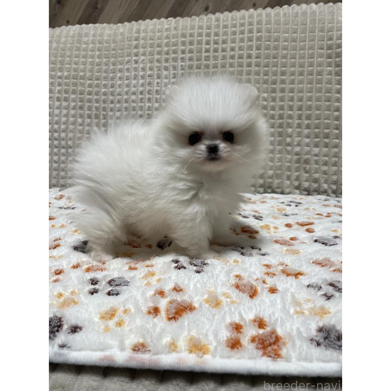 販売中の大阪府のポメラニアン-430914の4枚目