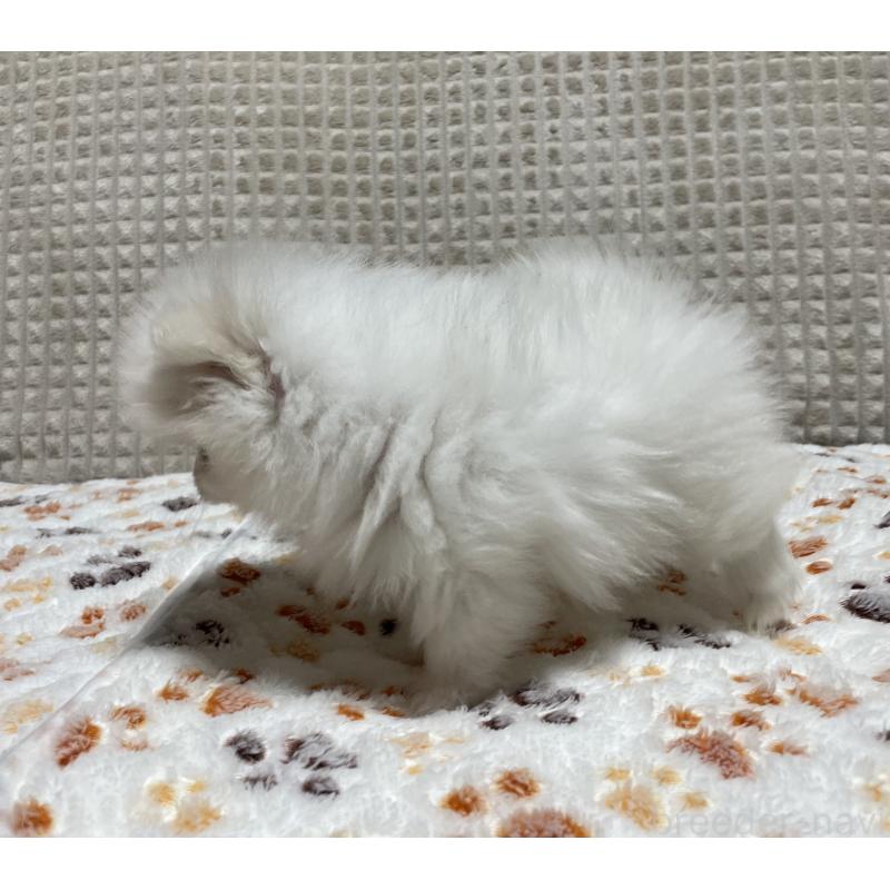 販売中の大阪府のポメラニアン-430914の3枚目