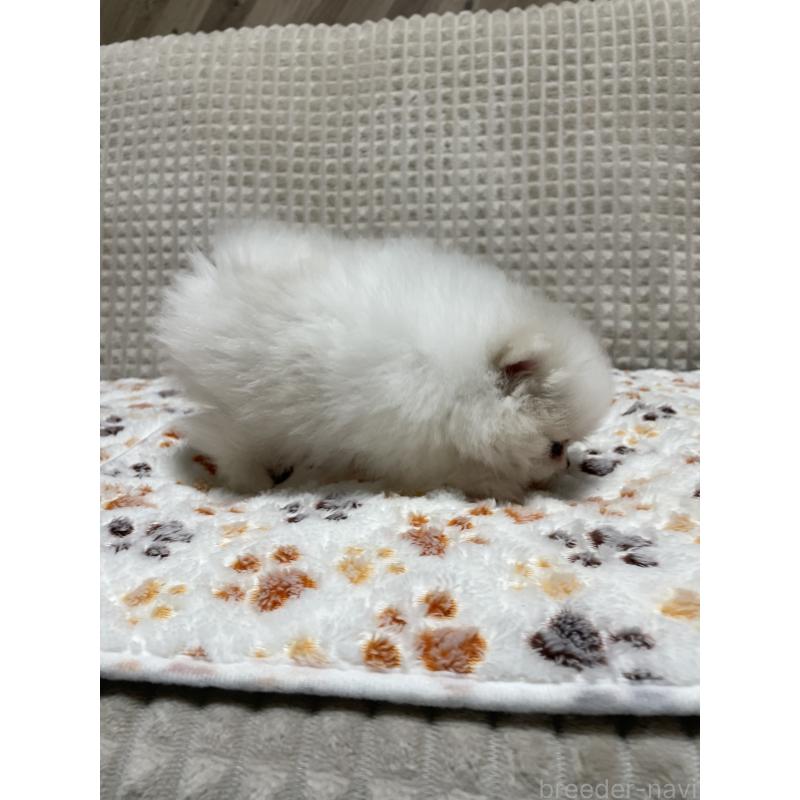 販売中の大阪府のポメラニアン-430914の2枚目