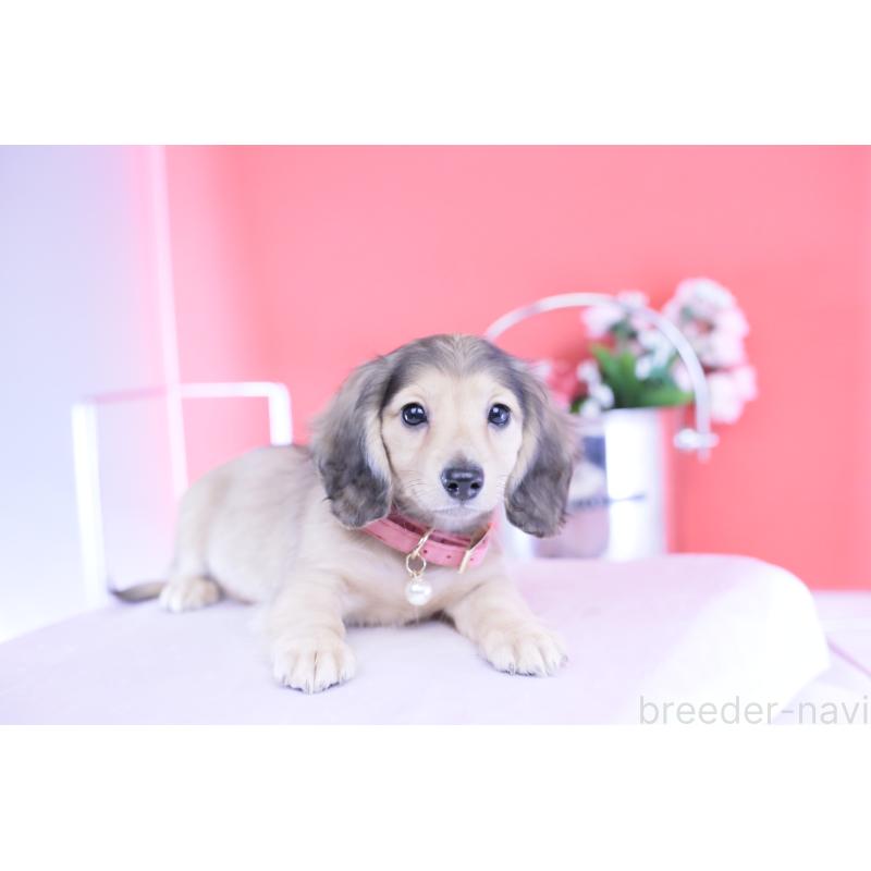 販売中の愛知県のミニチュアダックスフンド(ロングヘアード)-421513の10枚目